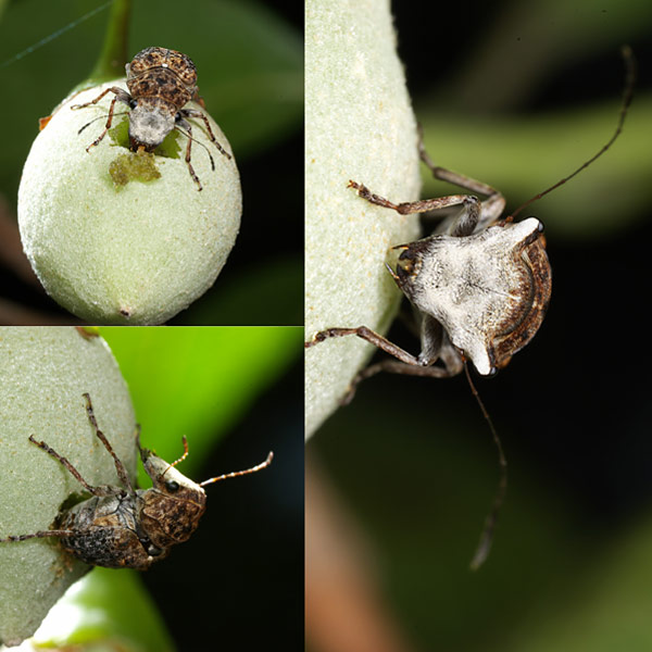 エゴヒゲナガゾウムシ