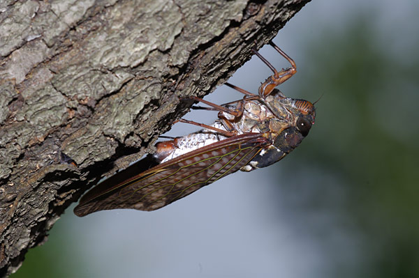 アブラゼミの産卵