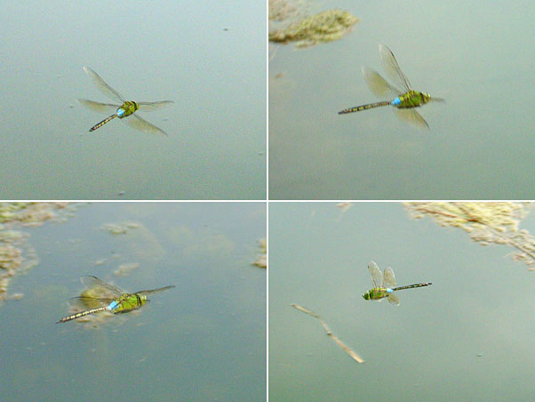 ギンヤンマのホバリング