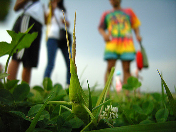 千葉でデジタル自然観察（ショウリョウバッタ）