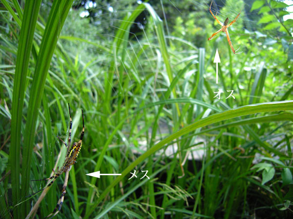 ナガコガネグモのオスとメス