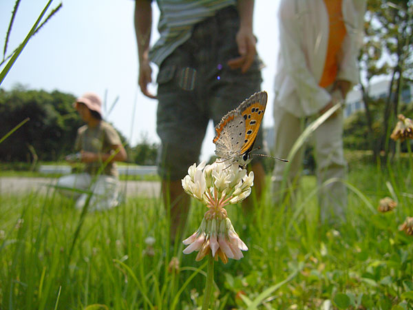 袖ヶ浦で観察会