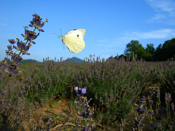 オオモンシロチョウ