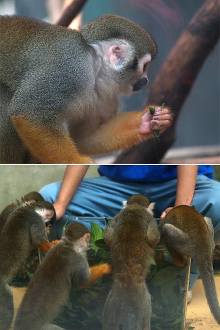 アゲハの幼虫をたべるリスザル