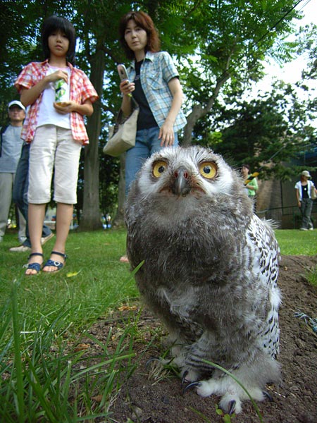 円山動物園のシロフクロウ