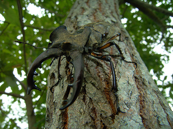 北海道のミヤマクワガタ