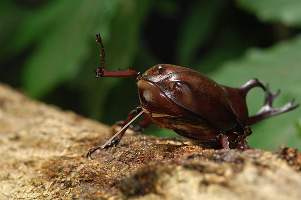 カブトムシのおしっこ