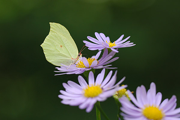 庭のスジボソヤマキチョウ