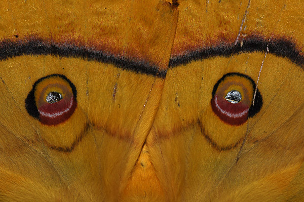 ヤママユの目玉模様