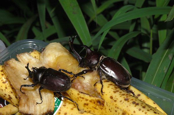 餌台のカブトムシ