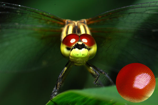 トンボの目玉