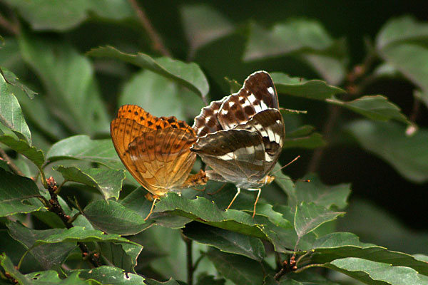 メスグロヒョウモン