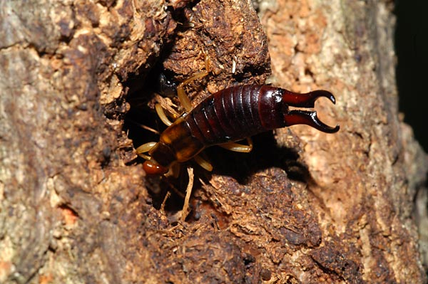 クギヌキハサミムシ