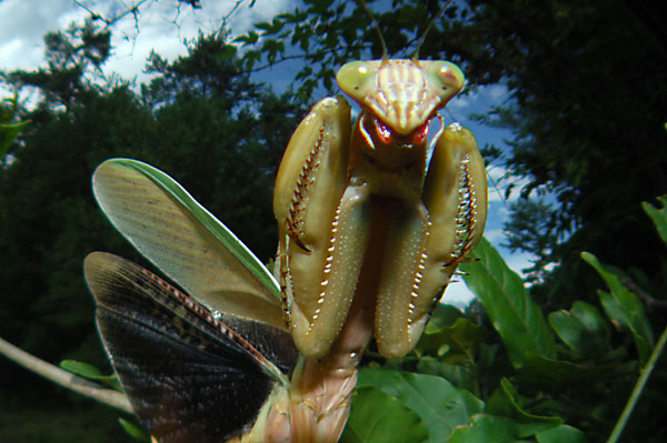 オオカマキリの成虫