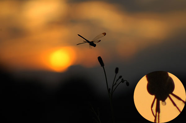夕暮れのアカトンボ
