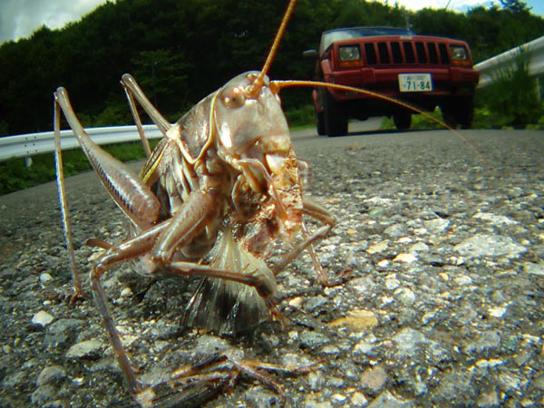 バッタを食べるキリギリス