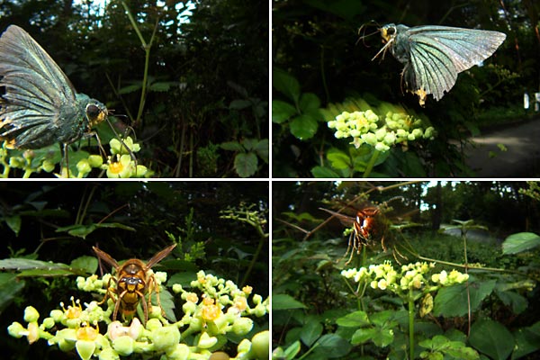 ヤブガラシの花にくる虫たち
