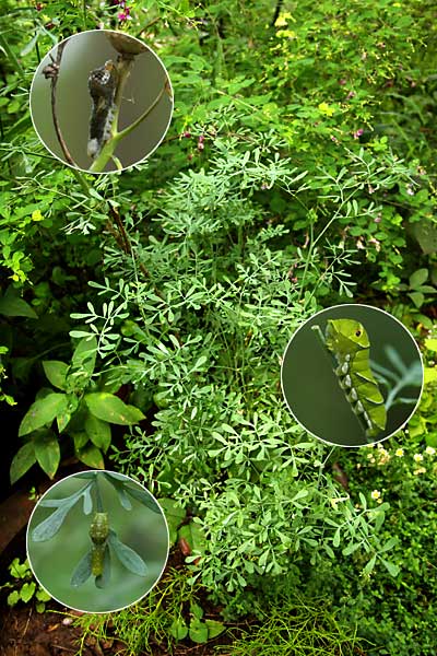 ルーについたアゲハの幼虫3種