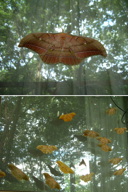 アトリエのヤママユ