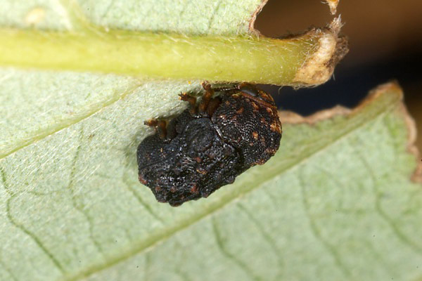 ムシクソハムシ