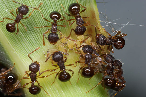 アミメアリとアブラムシ