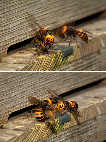 恐ろしいオオスズメバチ（ミツバチを襲う）