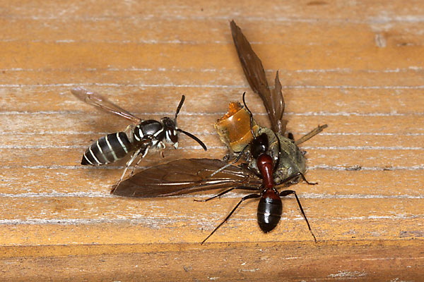 クロスズメバチとアリのエサの取りあい