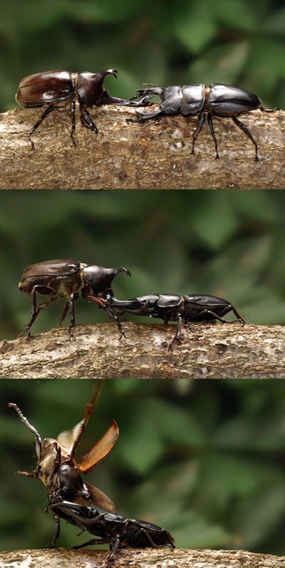 カブトムシとオオクワガタ