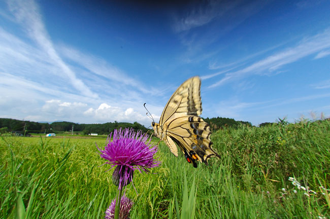 アザミの花とキアゲハ