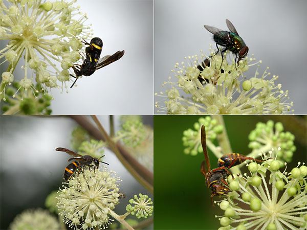 ウドの花とむし