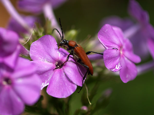 アカハナカミキリ