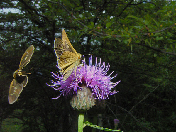 イチモンジセセリの飛翔