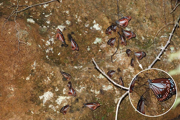 アサギマダラの吸水