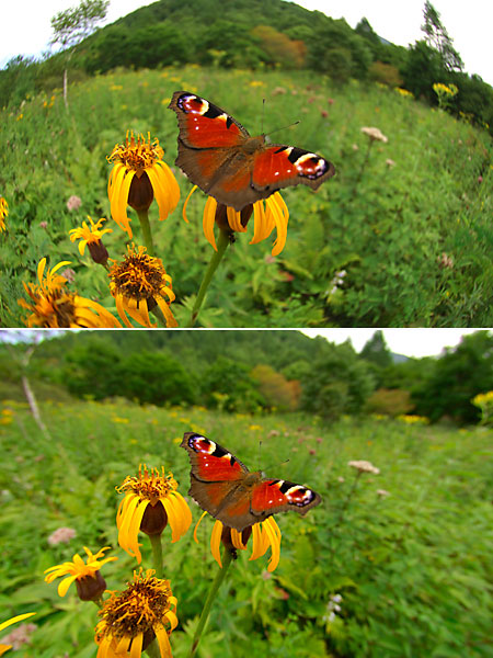 クジャクチョウ