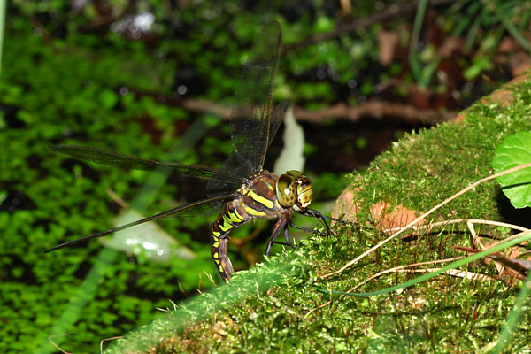 ルリボシヤンマの産卵