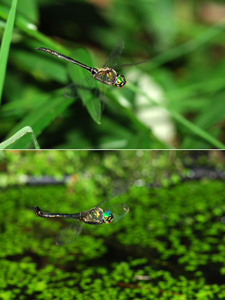 カラカネトンボ