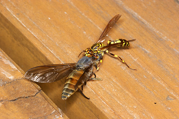 ホソアシナガバチの種名