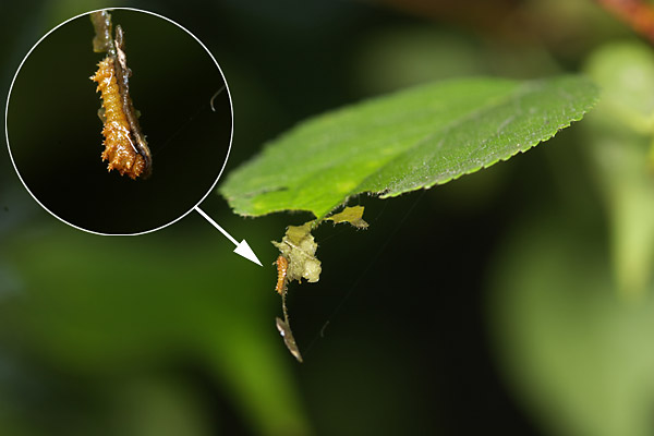 オオミスジの幼虫