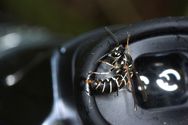 クロスズメバチの攻撃