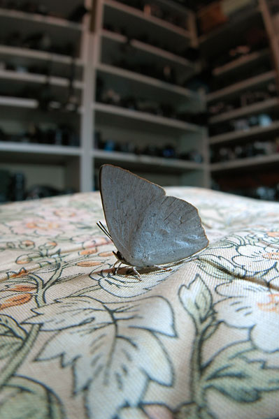 室内に入ってきたウラギンシジミ