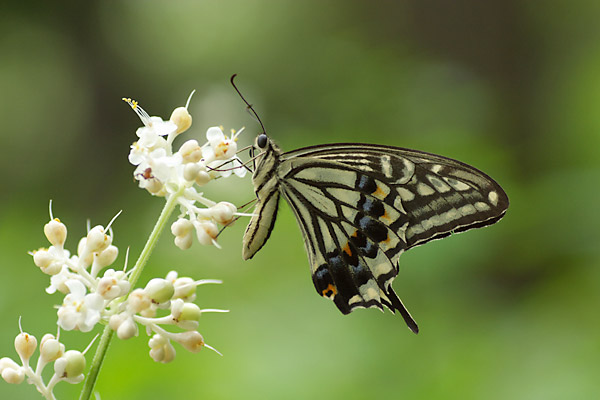 ヤブミョウガにとまるアゲハ