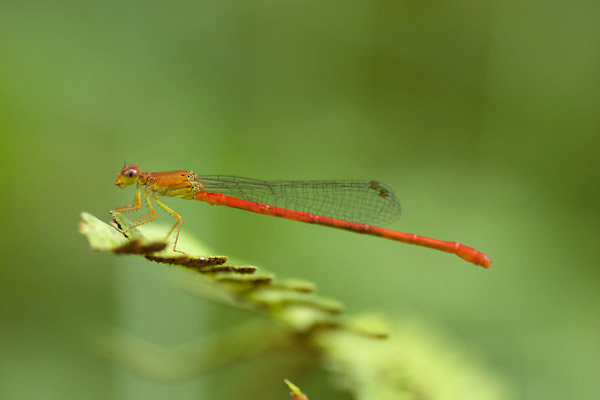 千代田区のベニイトトンボ