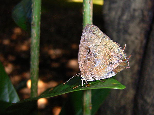 ムラサキツバメ