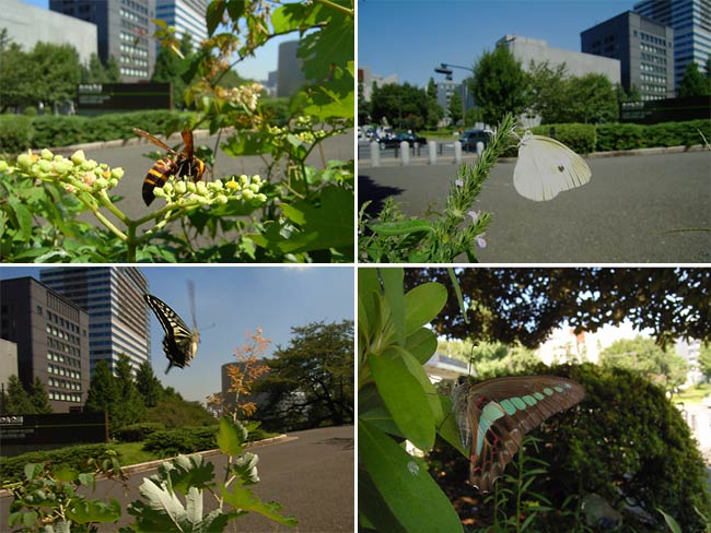 北の丸公園前で見た虫たち