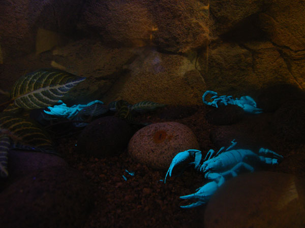 ブラックライトで見たサソリ