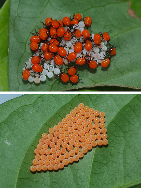 ジンメンカメムシの孵化