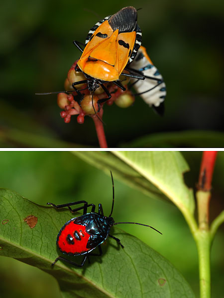 ジンメンカメムシ