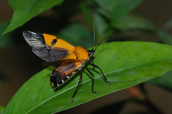 飛び立つジンメンカメムシ