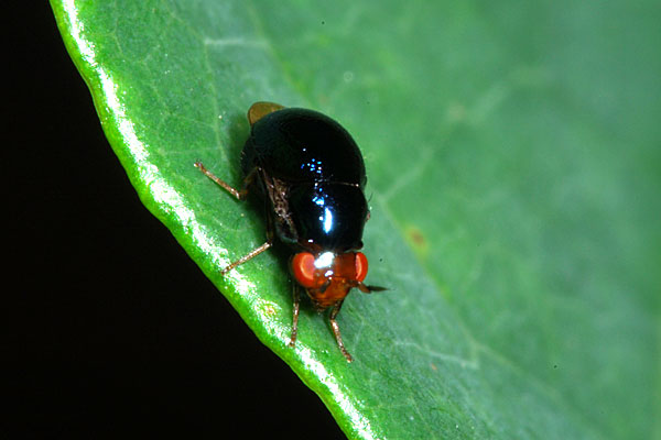 ハムシに擬態したハエ