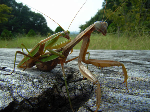 オオカマキリの交尾